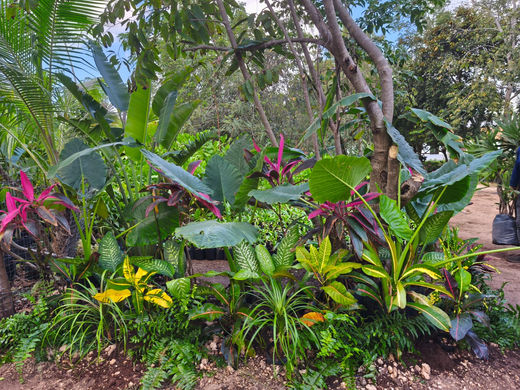 Un grupo de plantas sembradas