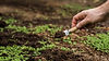 gardening-concept-with-man-planting.jpg