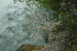 渓流の山桜(福島県福島市飯坂町・茂庭・軽井沢と滝野、付近)