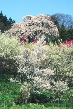 慈徳寺の種まき桜(福島市・佐原)タテ構図