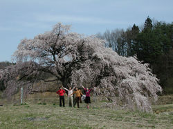 芳水の桜(福島県安達郡松川町)