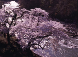 穴原の桜 (福島市飯坂町・摺上川・天王寺付近)