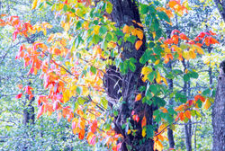 紅葉樹 (裏磐梯・曽原湖付近)