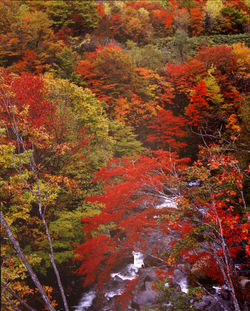 高森川の紅葉(福島県会津・猪苗代町)たて構図