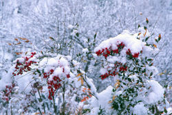 南天と雪 (福島市・渡利)