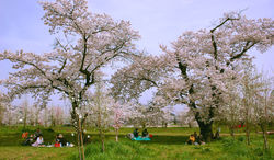 桜・お花見 (福島市・飯坂町・蚕糸試験場址)