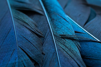 AdobeStock_542893285.jpeg