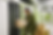 Gemini_Generated_Image_81p3d681p3d681p3.png