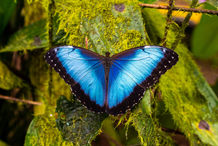 Blue Morpho butterfly in Costa Rica