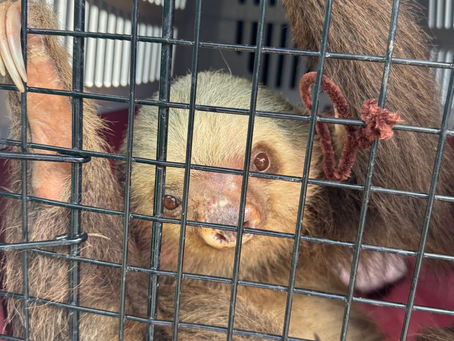 Costa Rica Sloth Tour