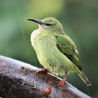 Green red-legged honeycreeper - Tanager songbird - Cyanerpes cyaneus
