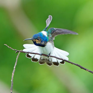 White-necked jacobin hummingbird - Florisuga mellivora