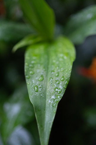 Bijagua, Costa Rica Rainforest