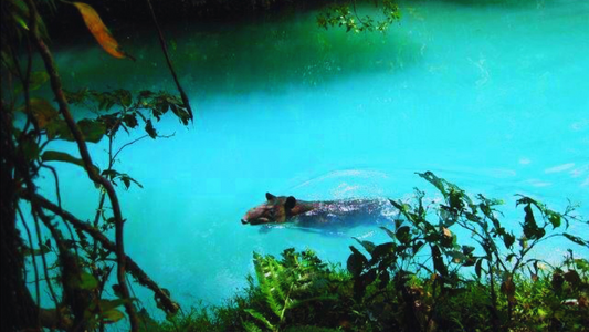 Rare sighting of a tapier swimming in Rio Celeste