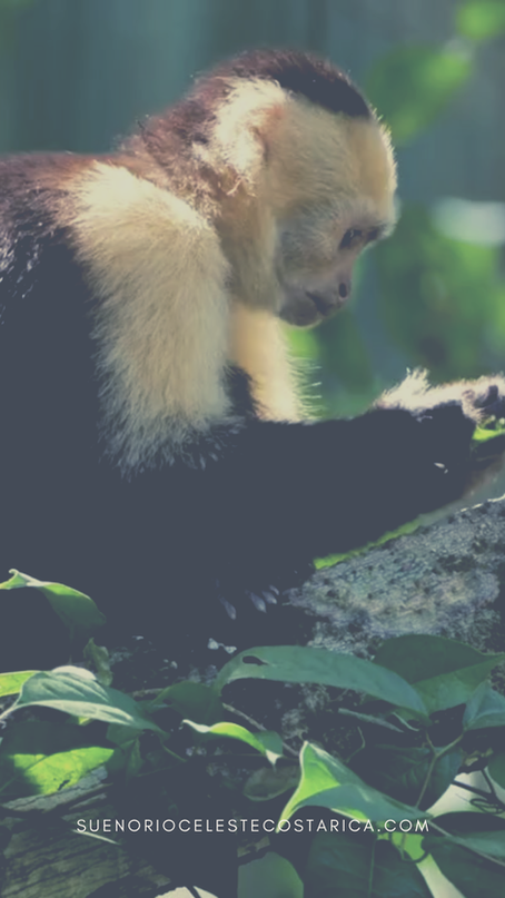 4 types of monkeys in Costa Rica