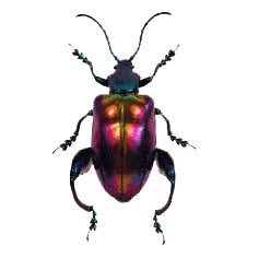 bug.gif
