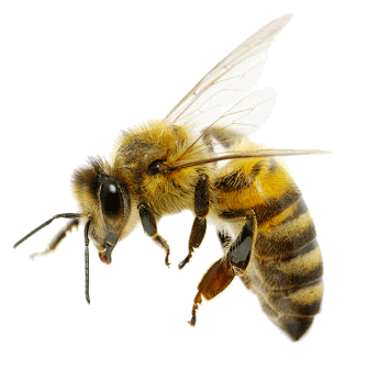 bee.gif