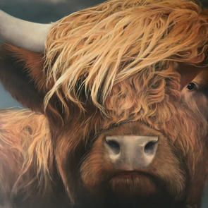 portrait de boeuf Highland