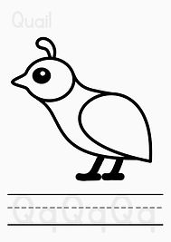 Qq Medium.jpeg