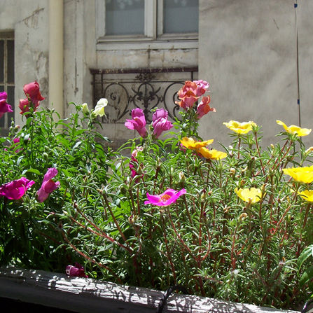 Les fleurs                                                                                    - 36