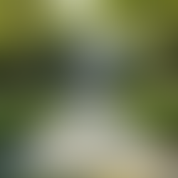 Holistic Psychiatry: Balancing Mind, Body, and Environment