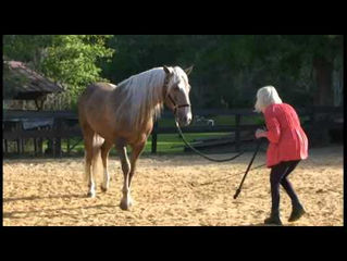 Liberty Horse Training