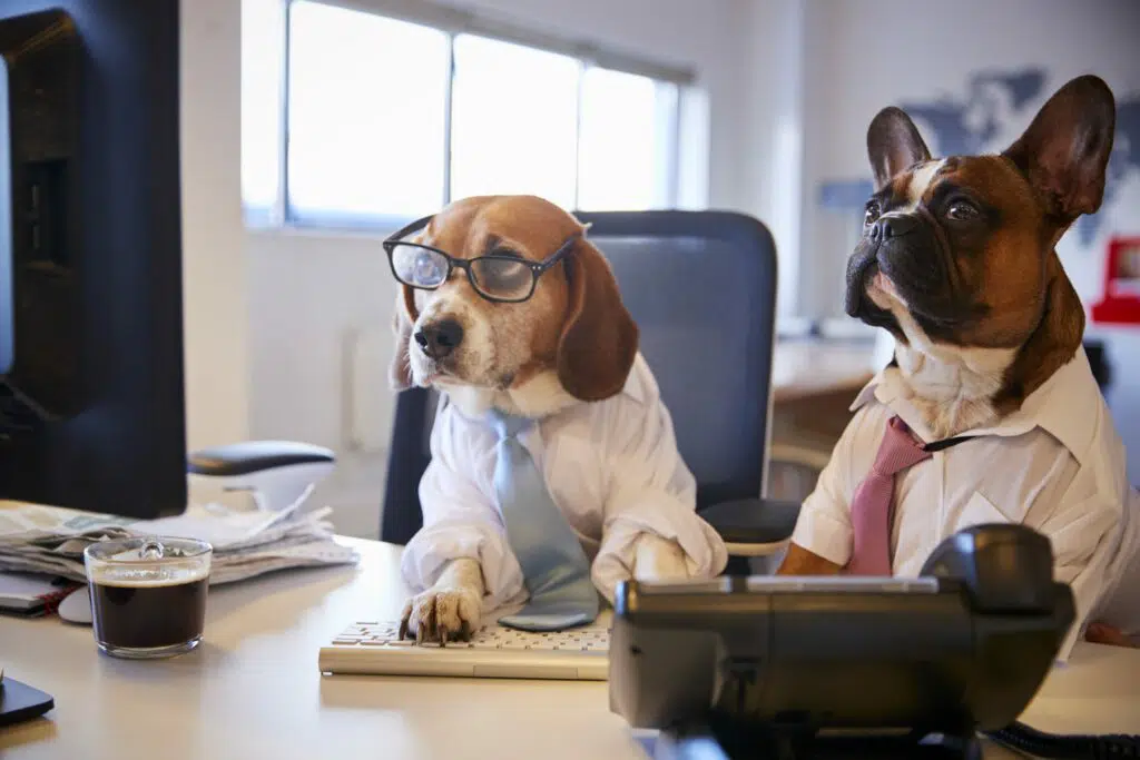 dogs working in office.webp