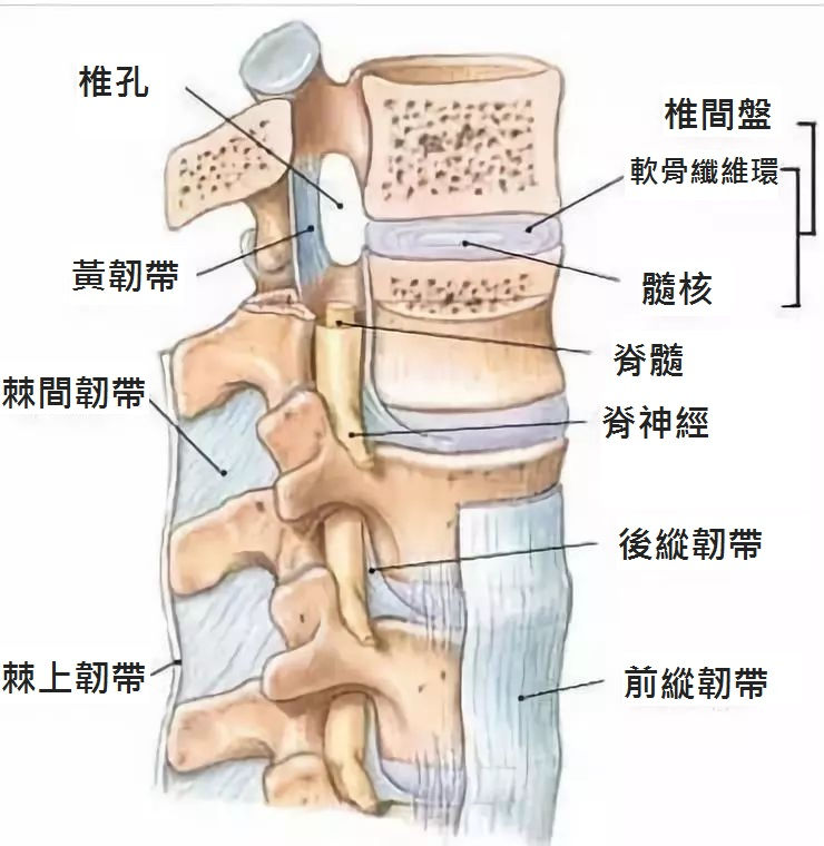 脊椎重要性及影響 2 脊椎重要性及影響 2