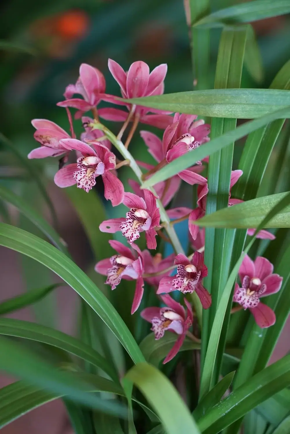 Potted Cymbidium Orchid