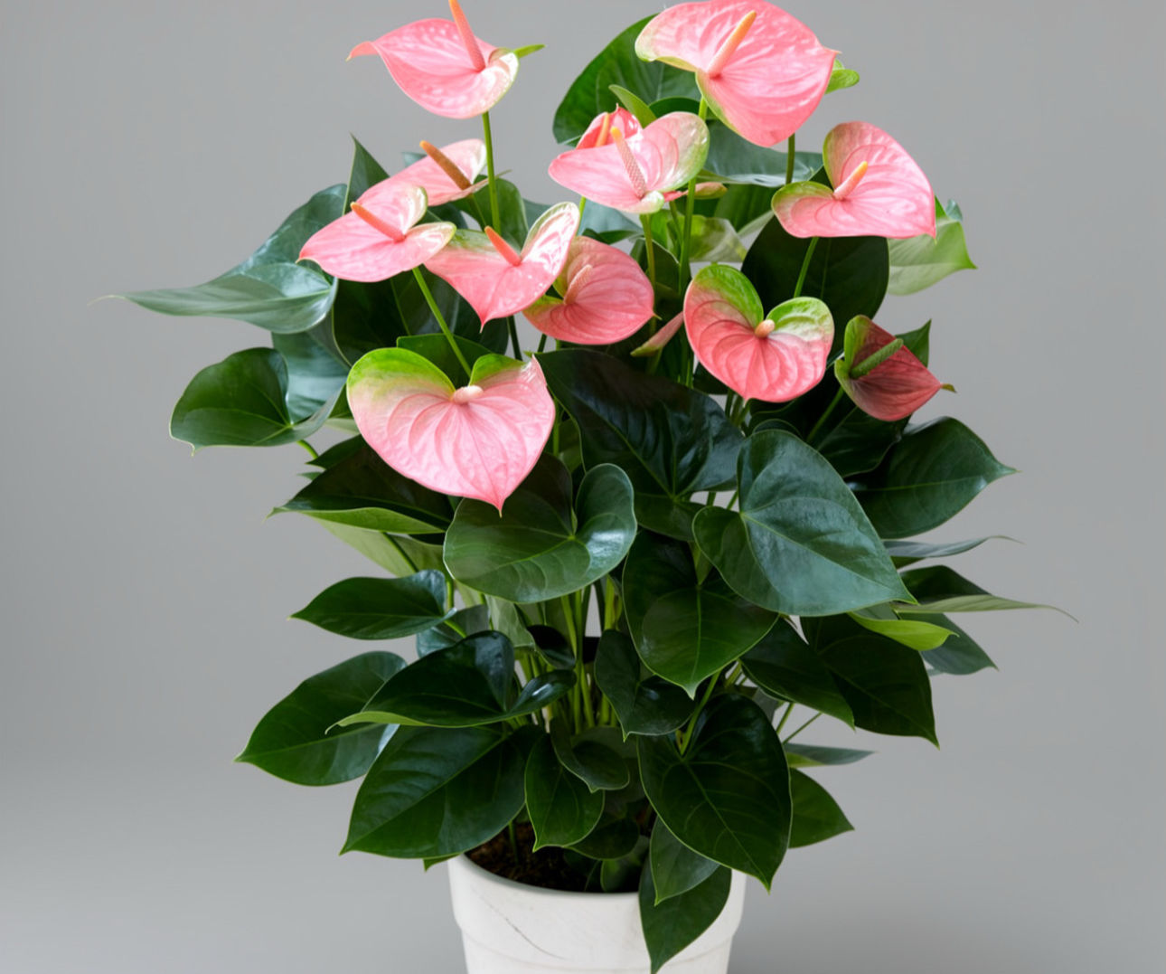 Anthurium Plant