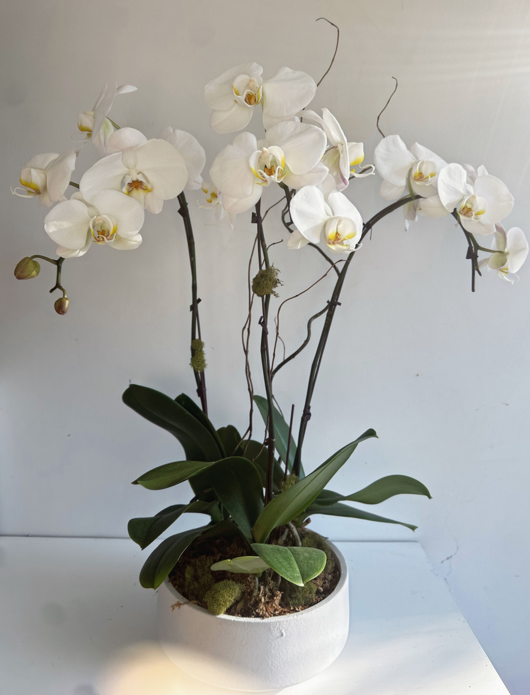 Orchid Plants