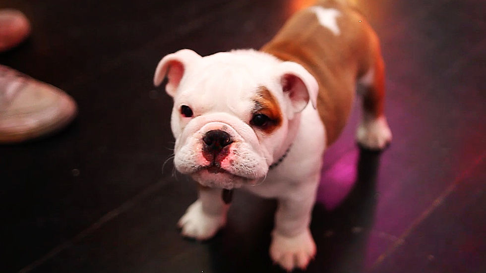 Tokio-Hotel-137-Pumba-Birthday.jpg