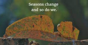 Letting Go of Summer