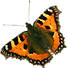 orange butterfly