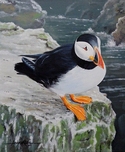 Puffin.jpg