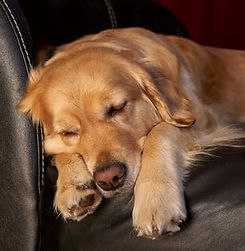 Chien se reposant à la maison pendant le mariage de ses propriétaires