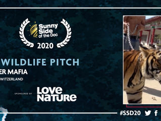 THE TIGER MAFIA - BEST WILDLIFE PITCH 2020