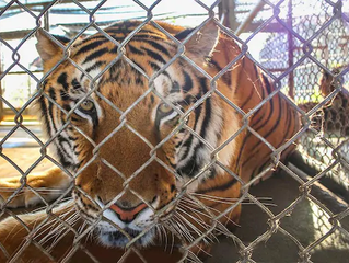 Tracking The Tiger Butcher