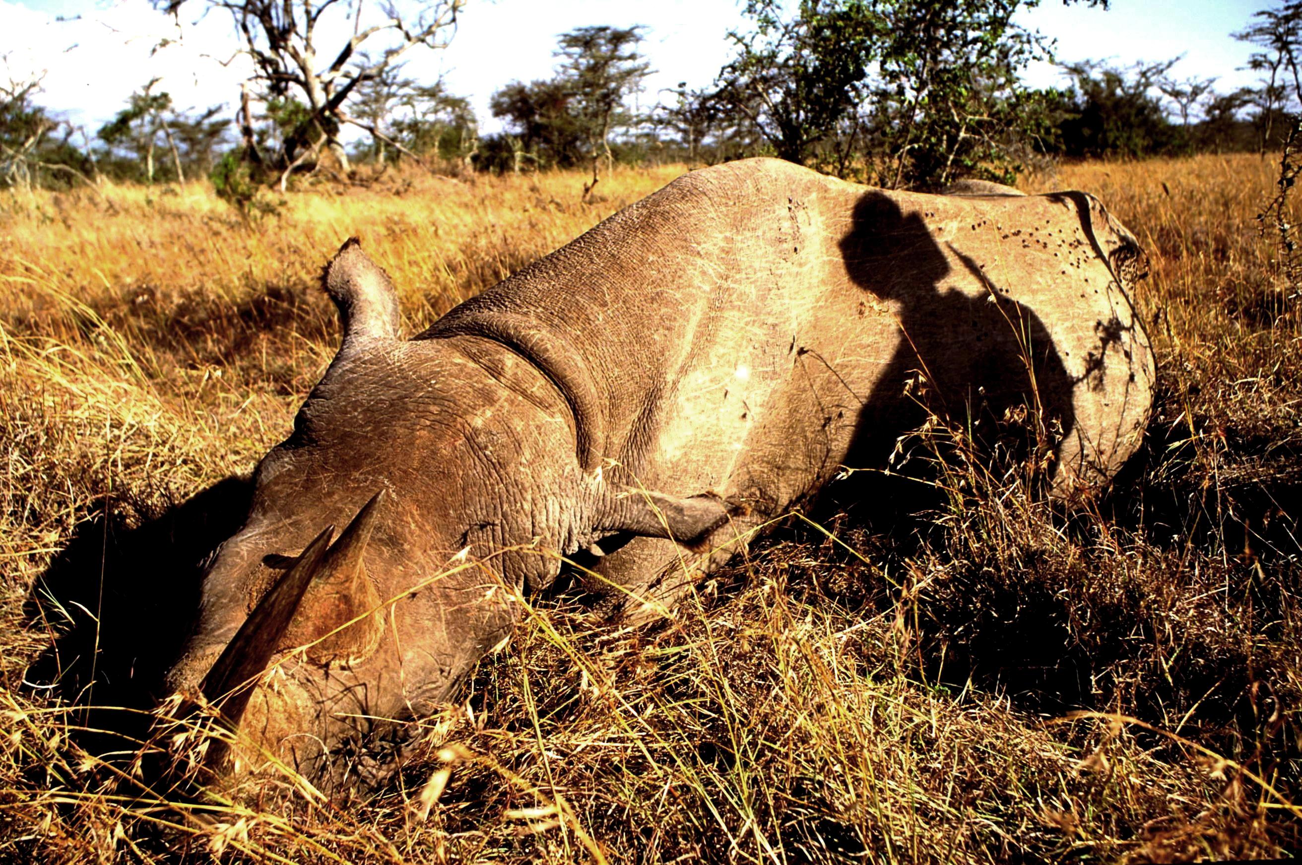Black Rhino (2)