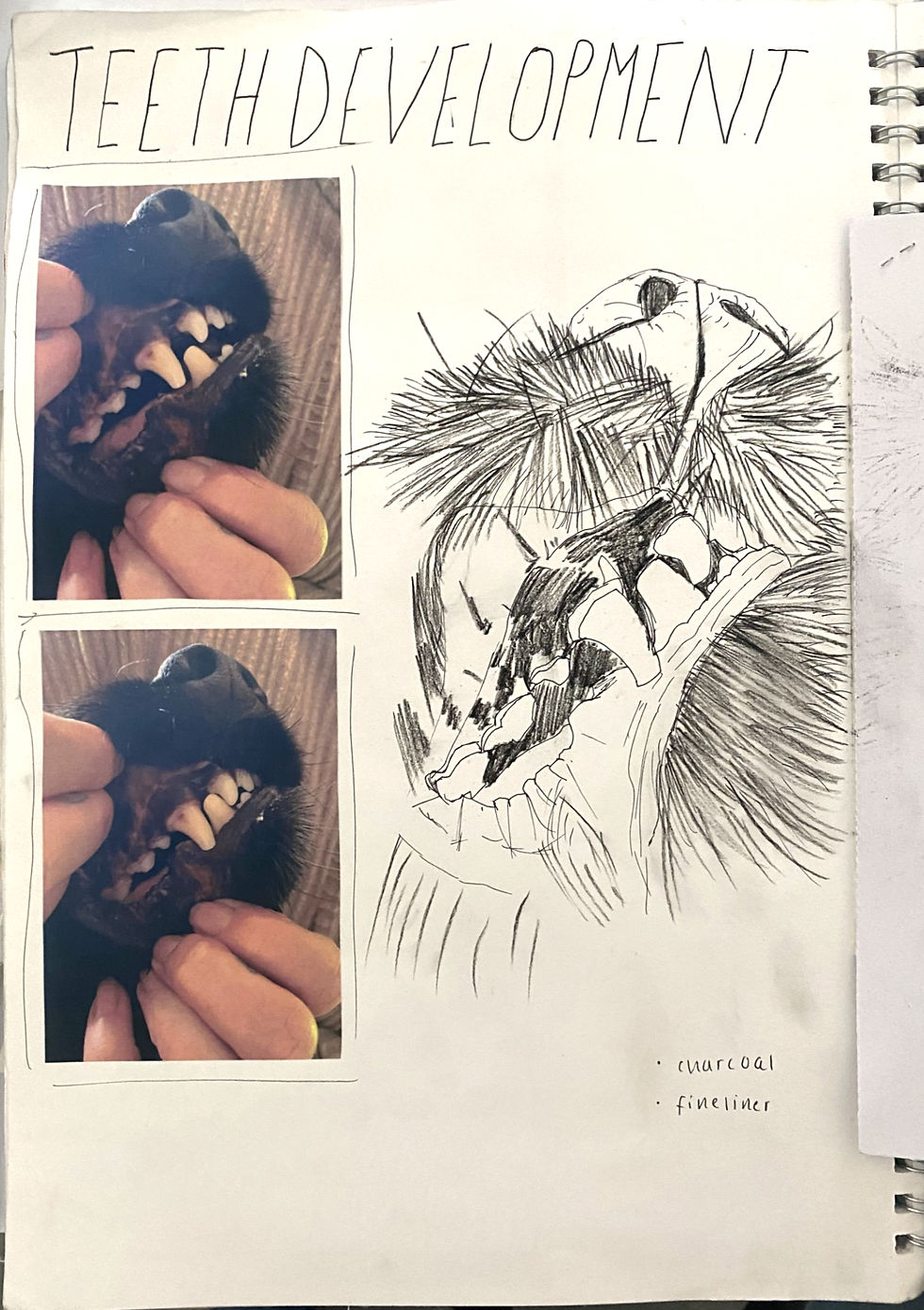 Teeth Development