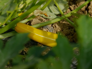 Découvrez la courgette de Roquebrunne-sur-Argens et son goût unique