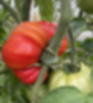 tomate