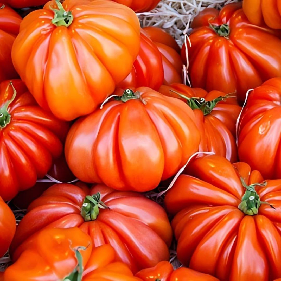 Tomate Coeur De Boeuf Rouge - 500 g