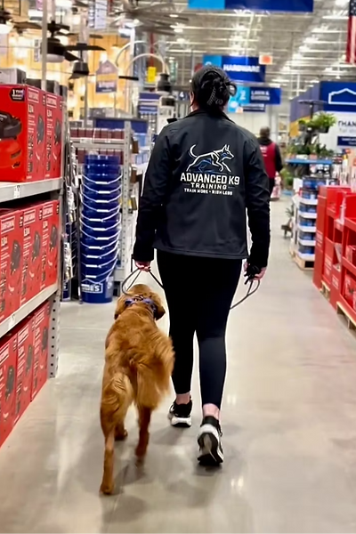 Dog training in public places
