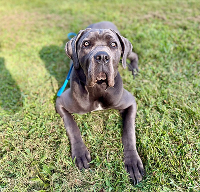 Well behaved Cane Corso.