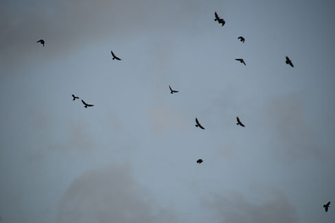 DSC_0251.JPG