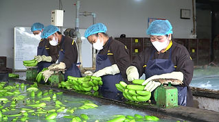 Kizuna Group Banana