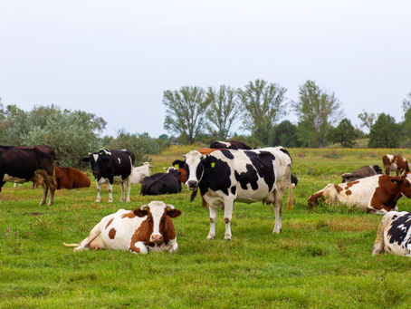 Quelle alimentation choisir pour nos vaches laitières : maïs ou herbe ?