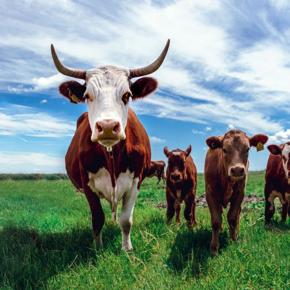 Les principales races de vaches en France