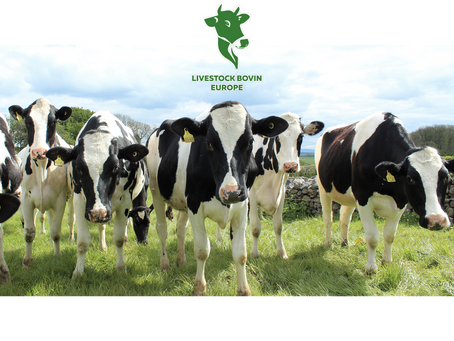 Fournisseur de bovins (vaches laitières et veaux d’engraissement) en France
